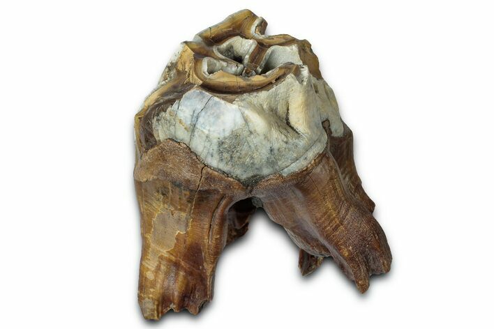 Fossil Woolly Rhino (Coelodonta) Tooth - Siberia #330940